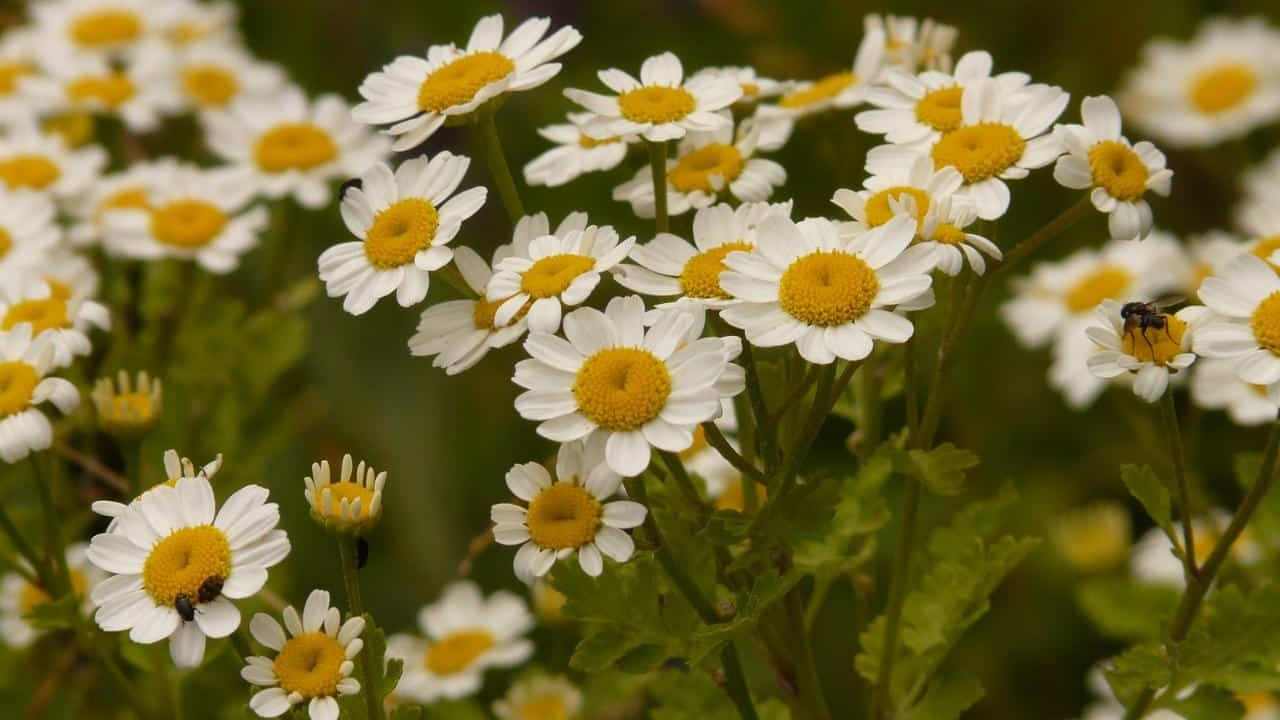 Tanacetum Parthenium Partenio pianta erba, foto e immagini