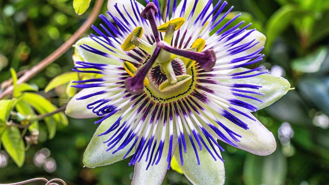 pianta Passiflora Incarnata Fiore della passione, foto e immagini