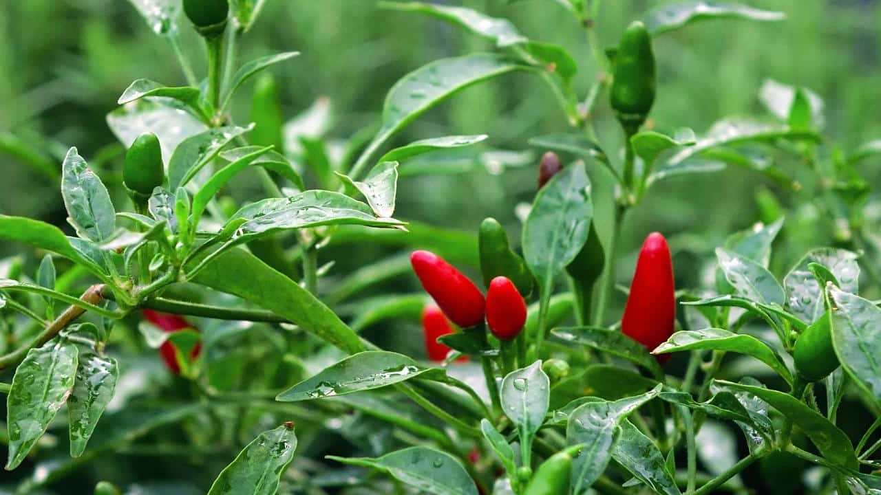 Peperoncino Capsicum annuum foto e immagini