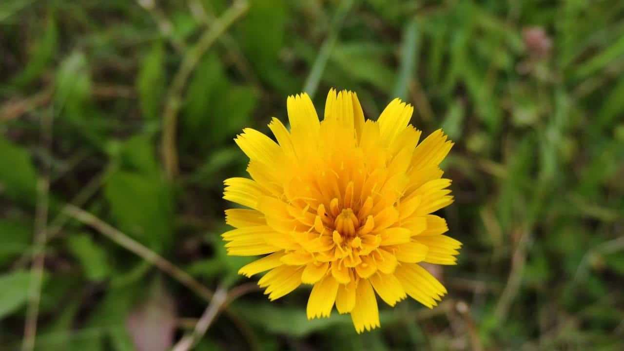 Hieracium Pilosella pianta, foto e immagini