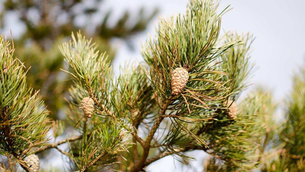 Pino Silvestre o Pinus Sylvestris, foto e immagini