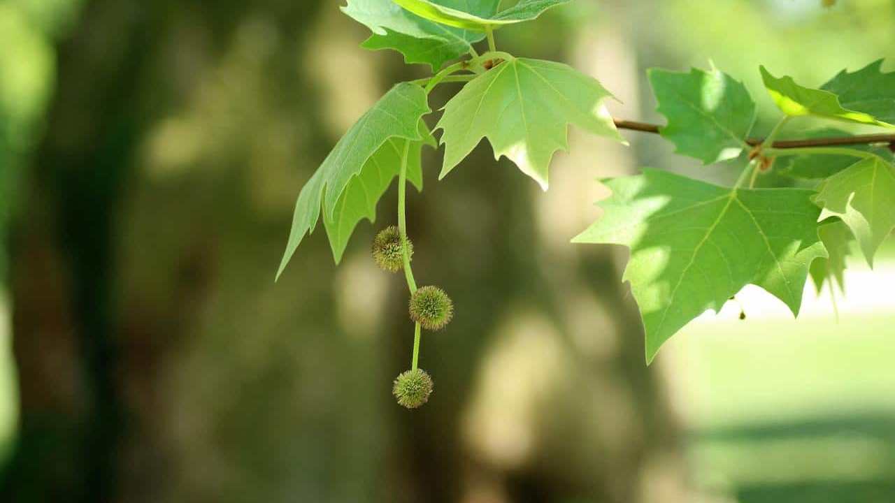 albero Platano Platanus Orientalis, immagini e foto