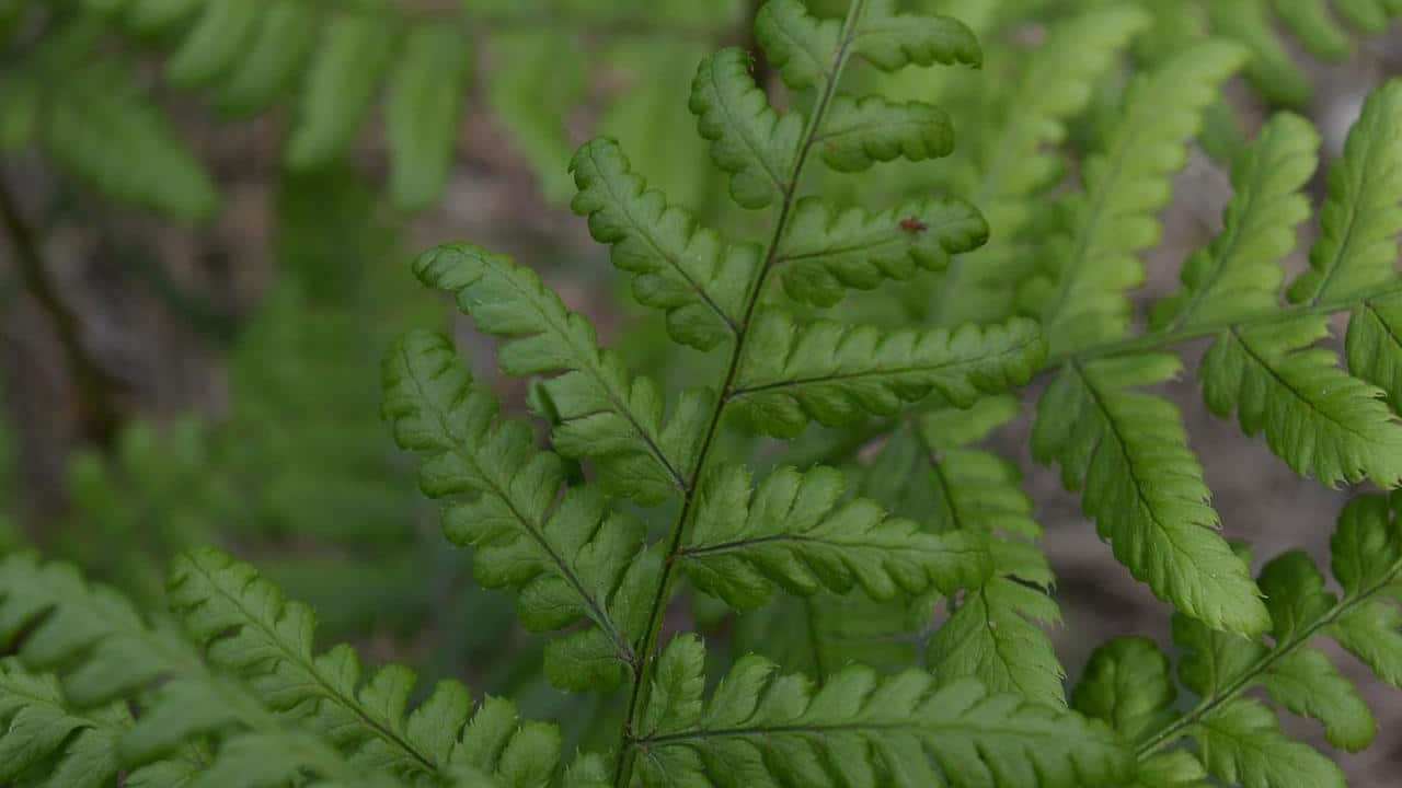 Polipodio Polypodium vulgare Felce Dolce pianta, foto e immagini