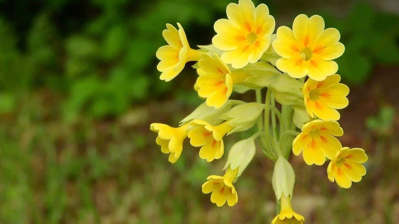 Primula veris, foto e immagini pianta con fiori