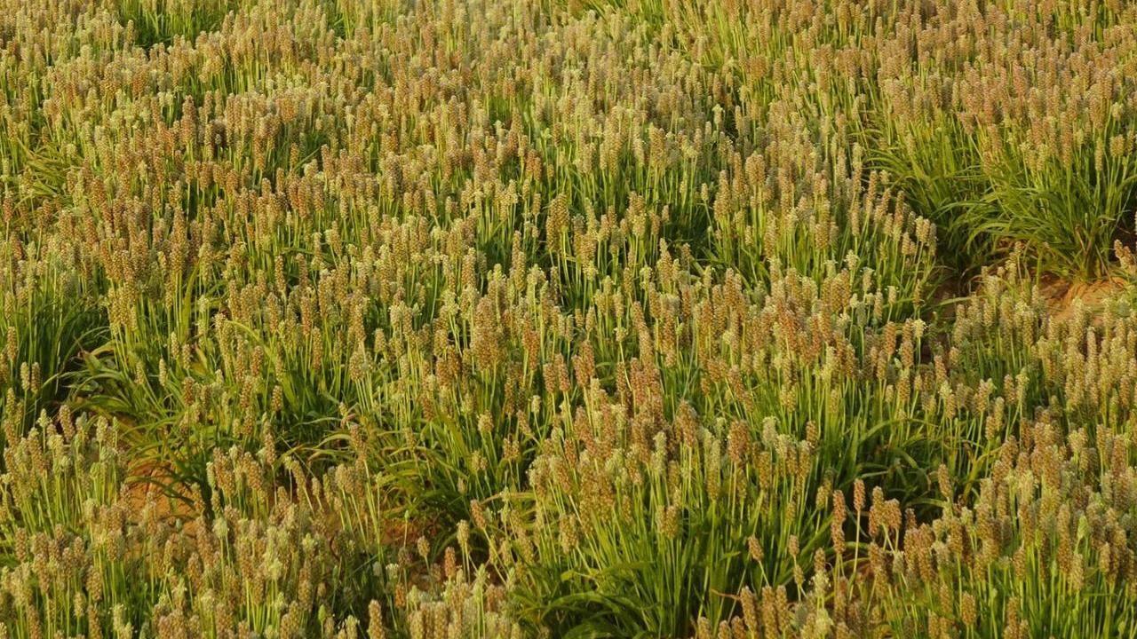 Plantago Psyllium Psillio pianta, foto e immagini