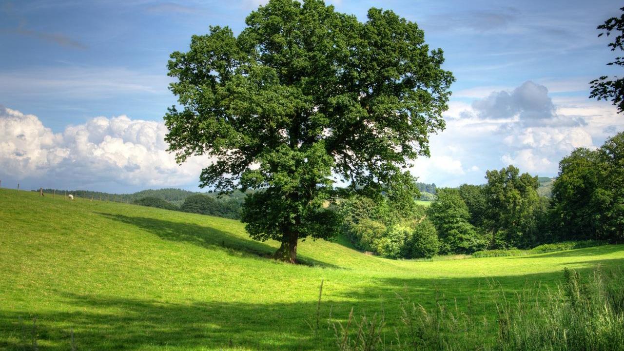 albero Quercia Quercus Robur, immagini e foto