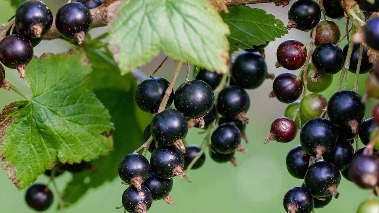 pianta Ribes nero, foto e immagini