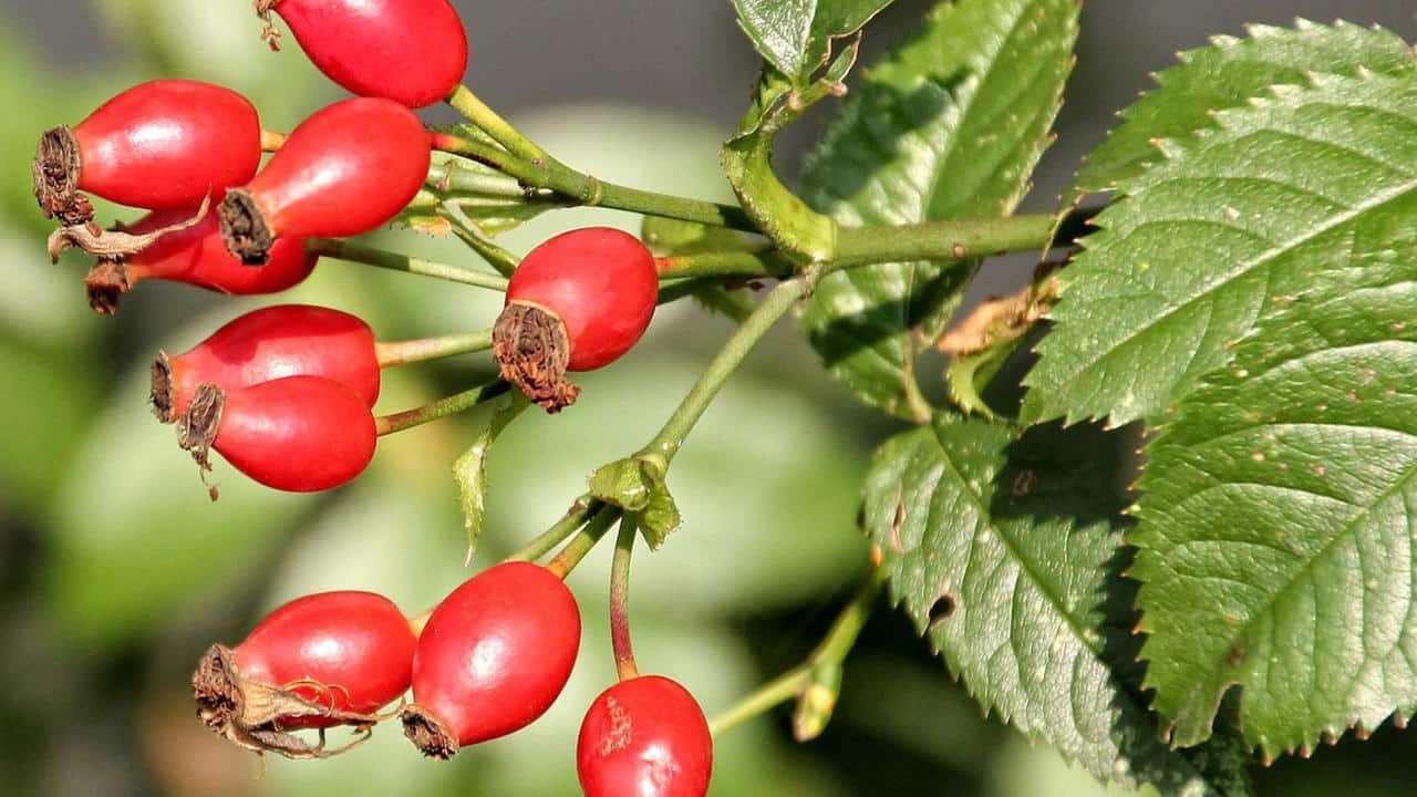 pianta Rosa Canina immagini e foto Rosa Selvatica