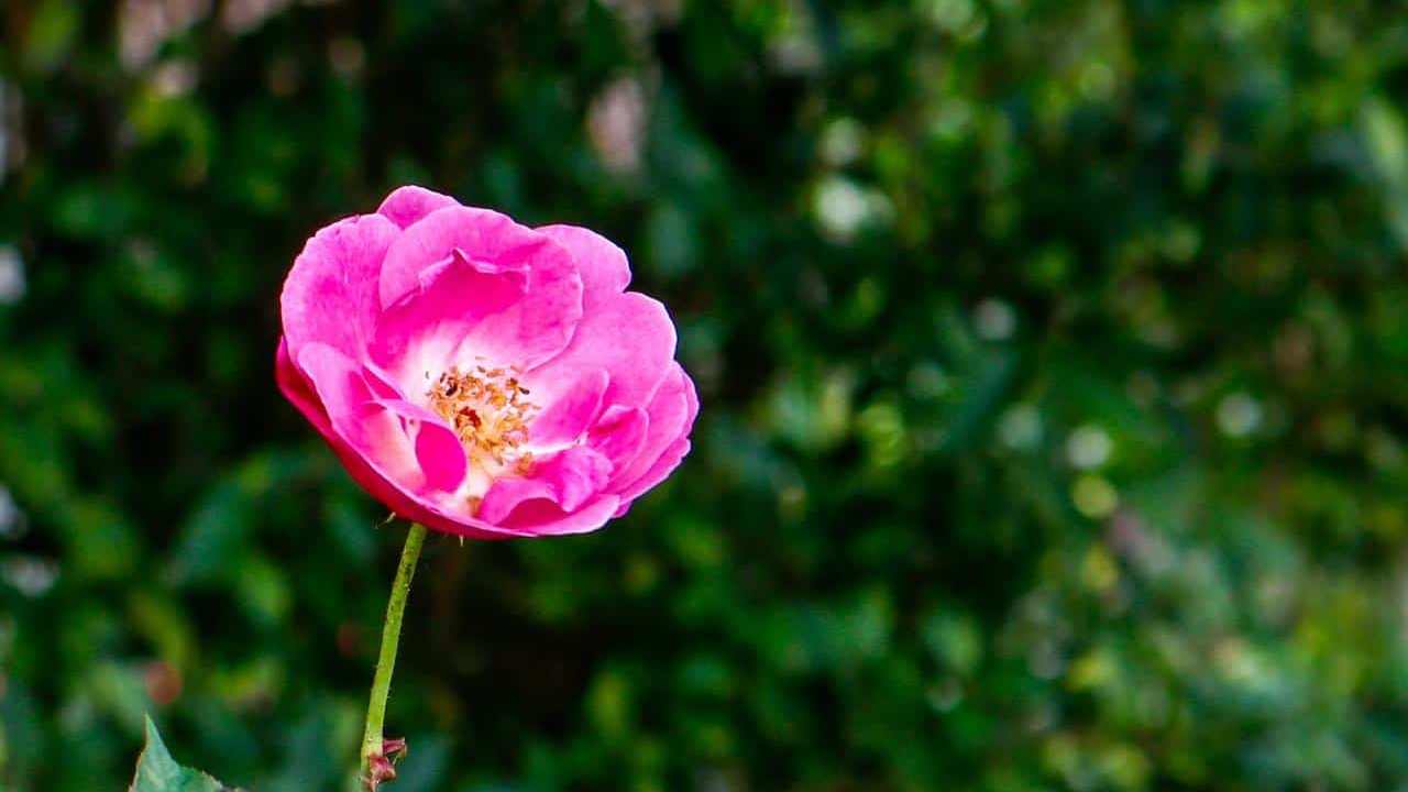 Rosa Mosqueta o Rubiginosa foto e immagini 