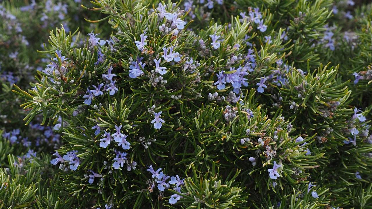 Rosmarino o Rosmarinus officinalis, foto e immagini