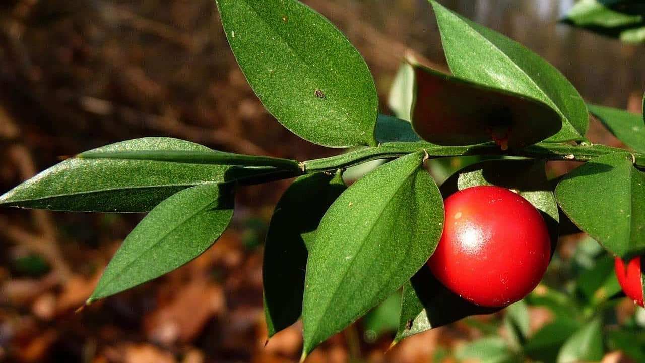 Rusco, Ruscus aculeatus, Pungitopo pianta, foto e immagini