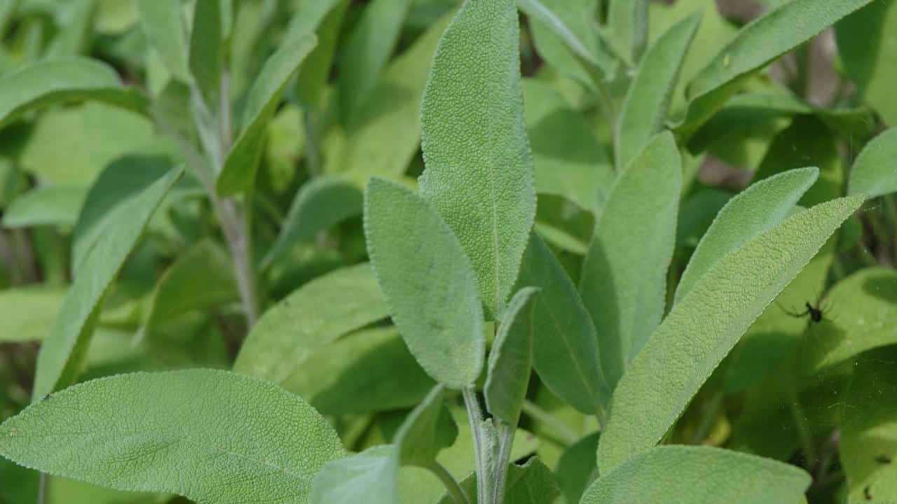 Salvia pianta officinale, foto e immagini