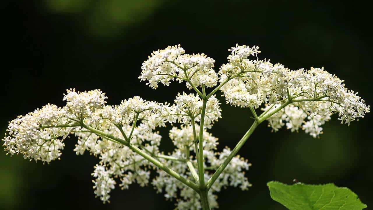 Pianta di sambuco nero, foto e immagini