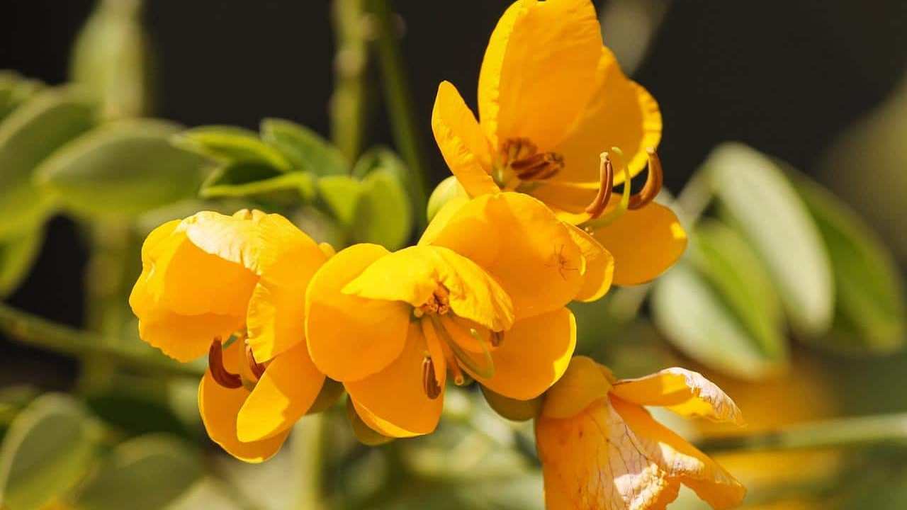 Cassia Angustifolia Senna erba officinale, foto e immagini