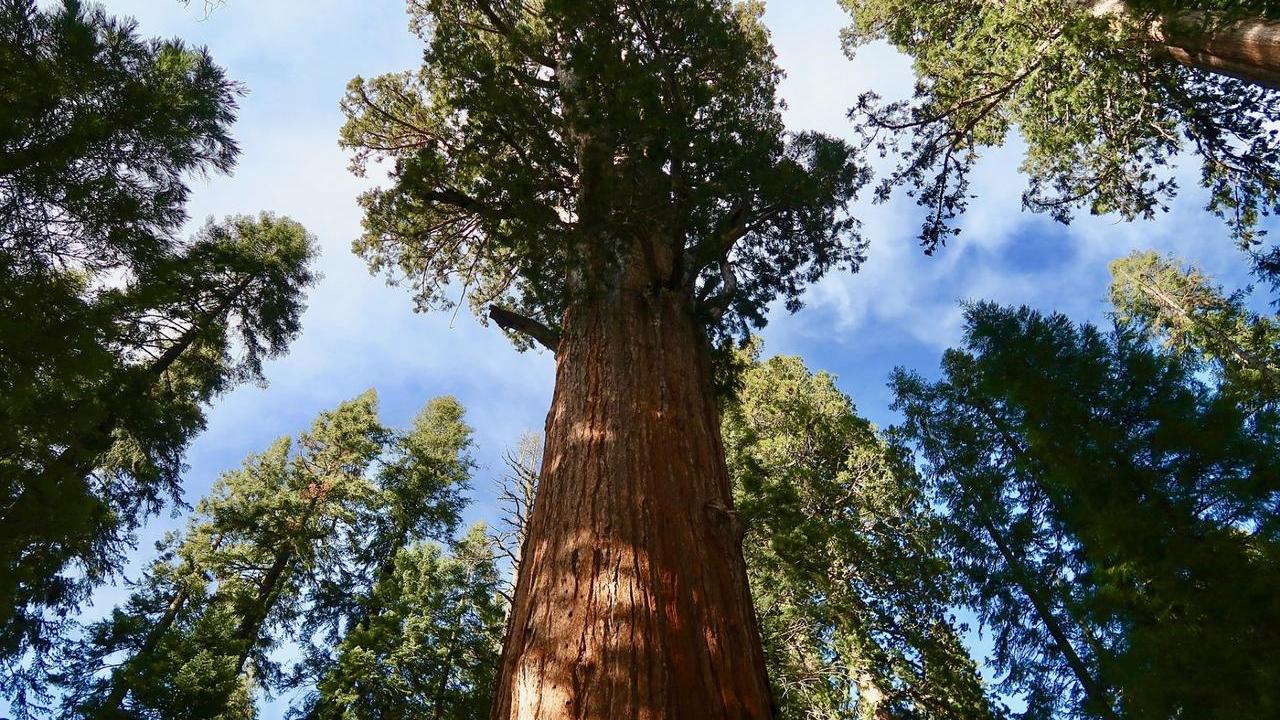 albero Sequoia Gigante, immagini e foto