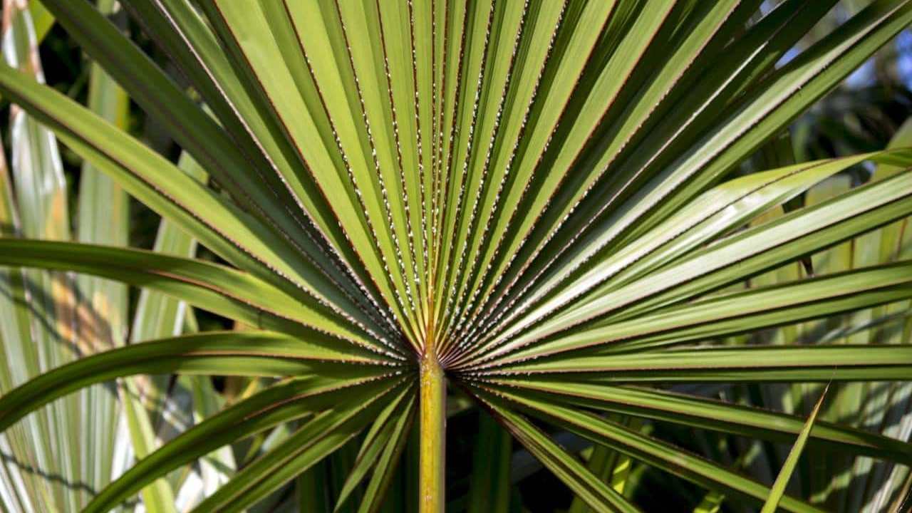 Serenoa Repens Saw palmetto foto e immagini