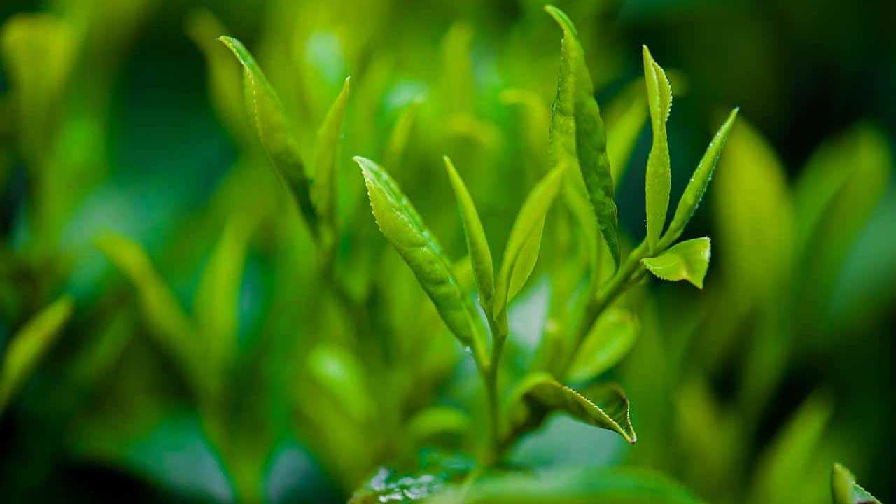 Camellia Sinensis pianta del tè o the, immagini e foto
