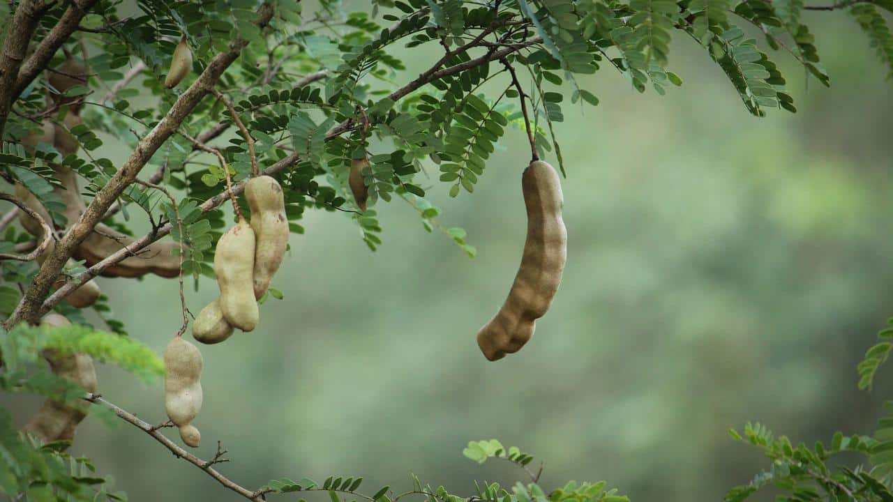 pianta Tamarindus Indica Tamarindo, immagini e foto