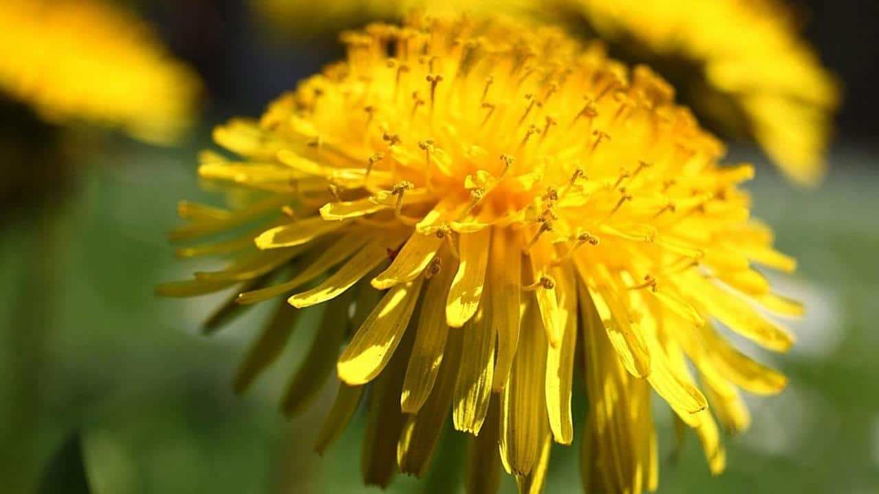 Tarassaco pianta o Taraxacum officinale, foto e immagini