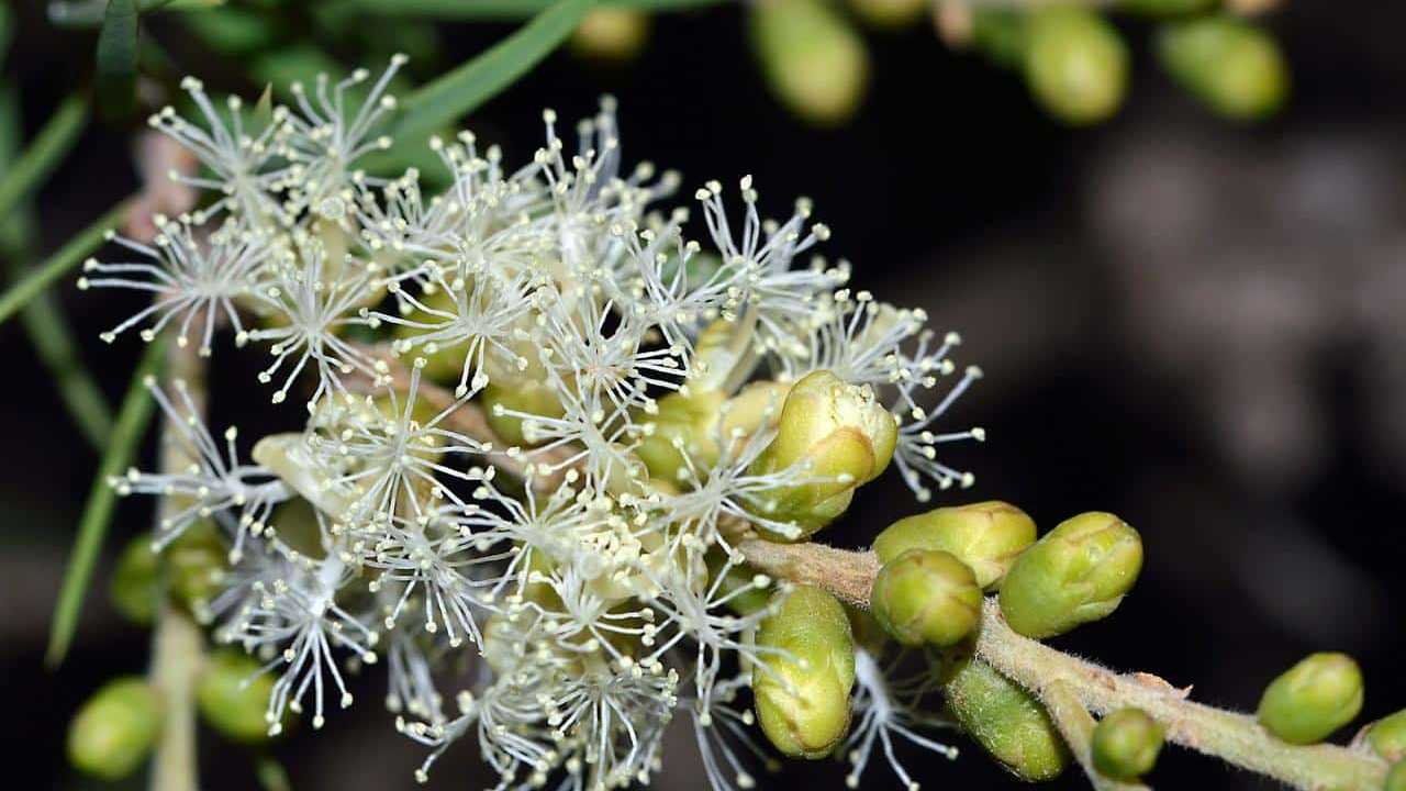 Melaleuca Tea Tree pianta, foto e immagini