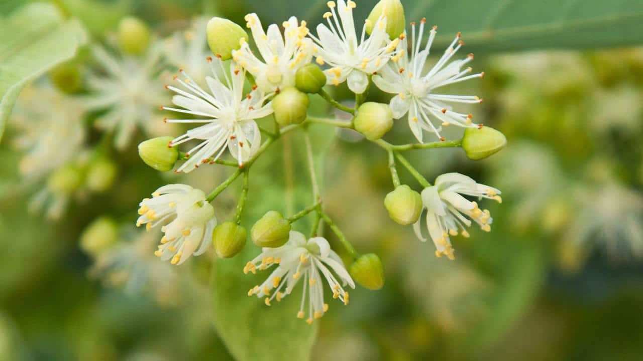 Tiglio o Tilia cordata, foto e immagini