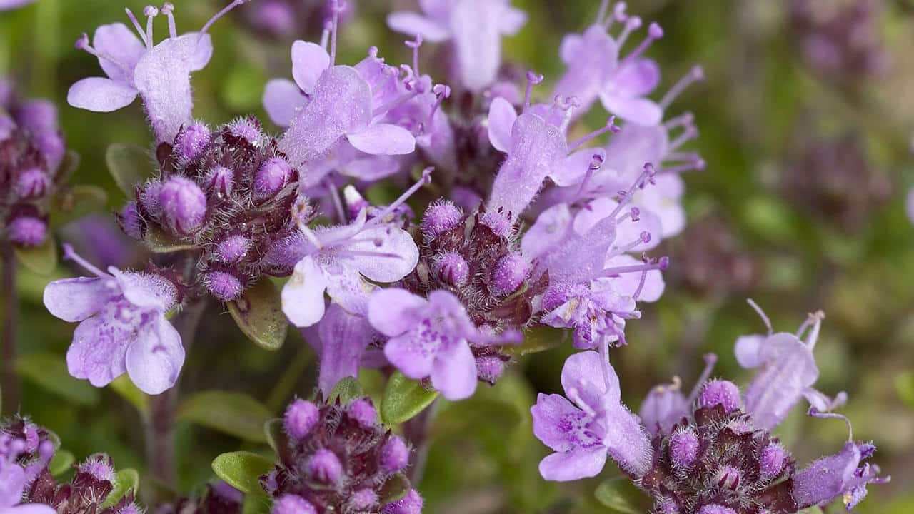 Thymus vulgaris Timo pianta aromatica officinale, foto e immagini
