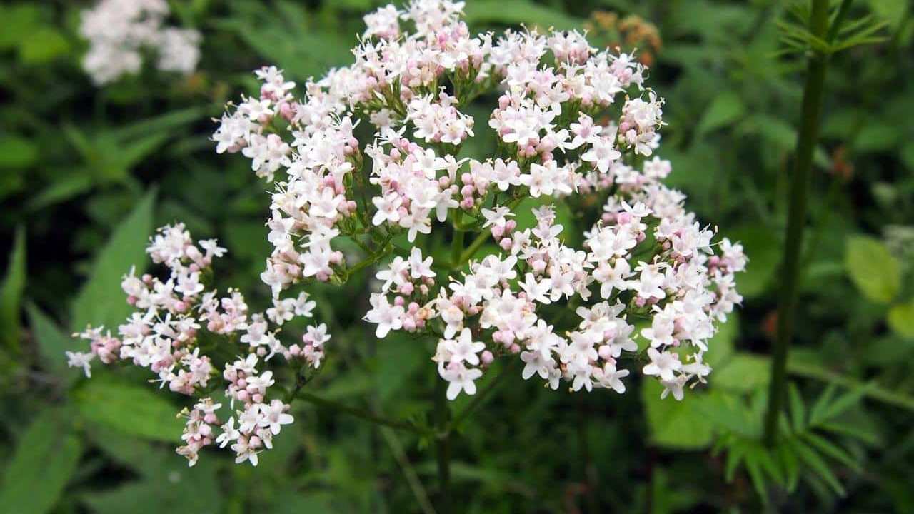 pianta Valeriana Officinalis, foto e immagini