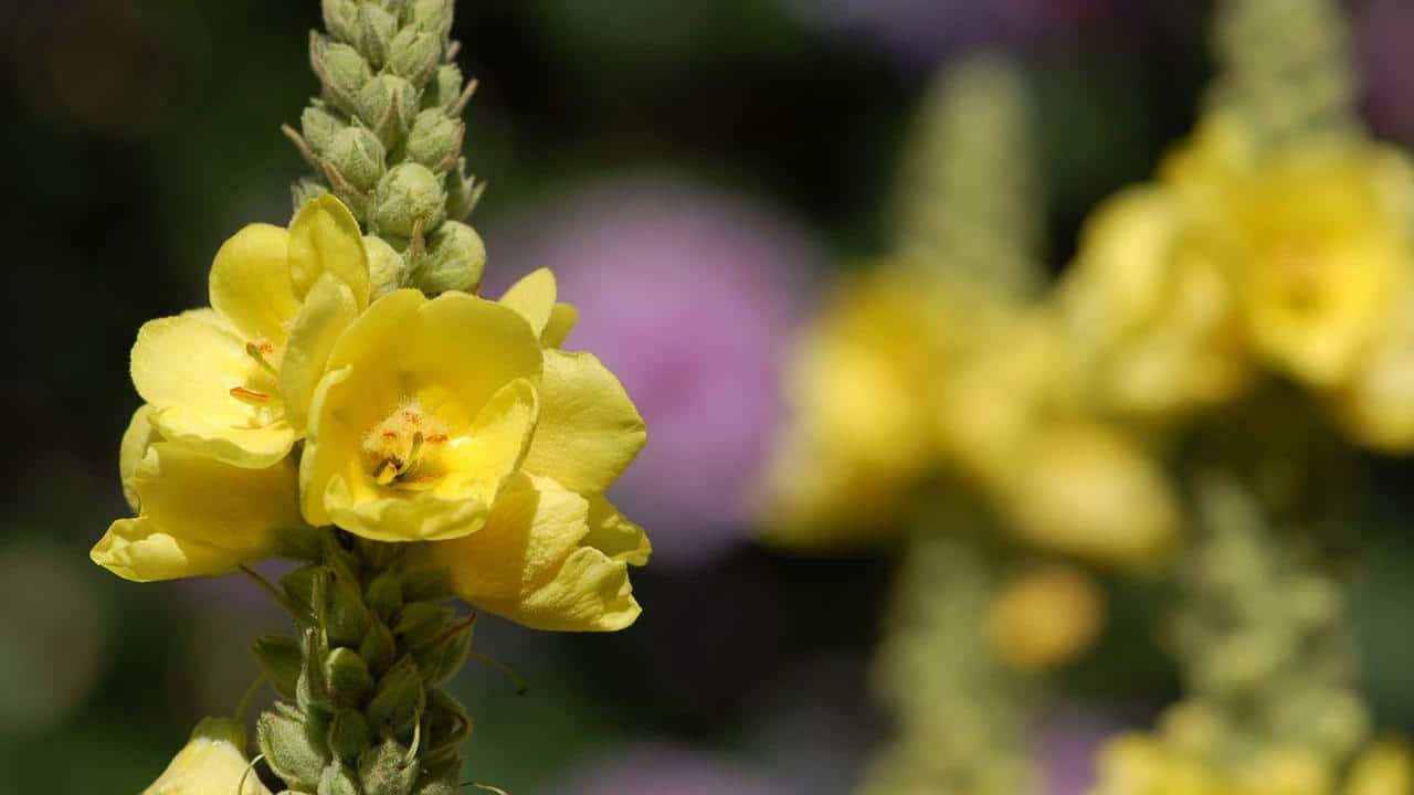 Verbascum thapsus o Verbasco pianta officinale