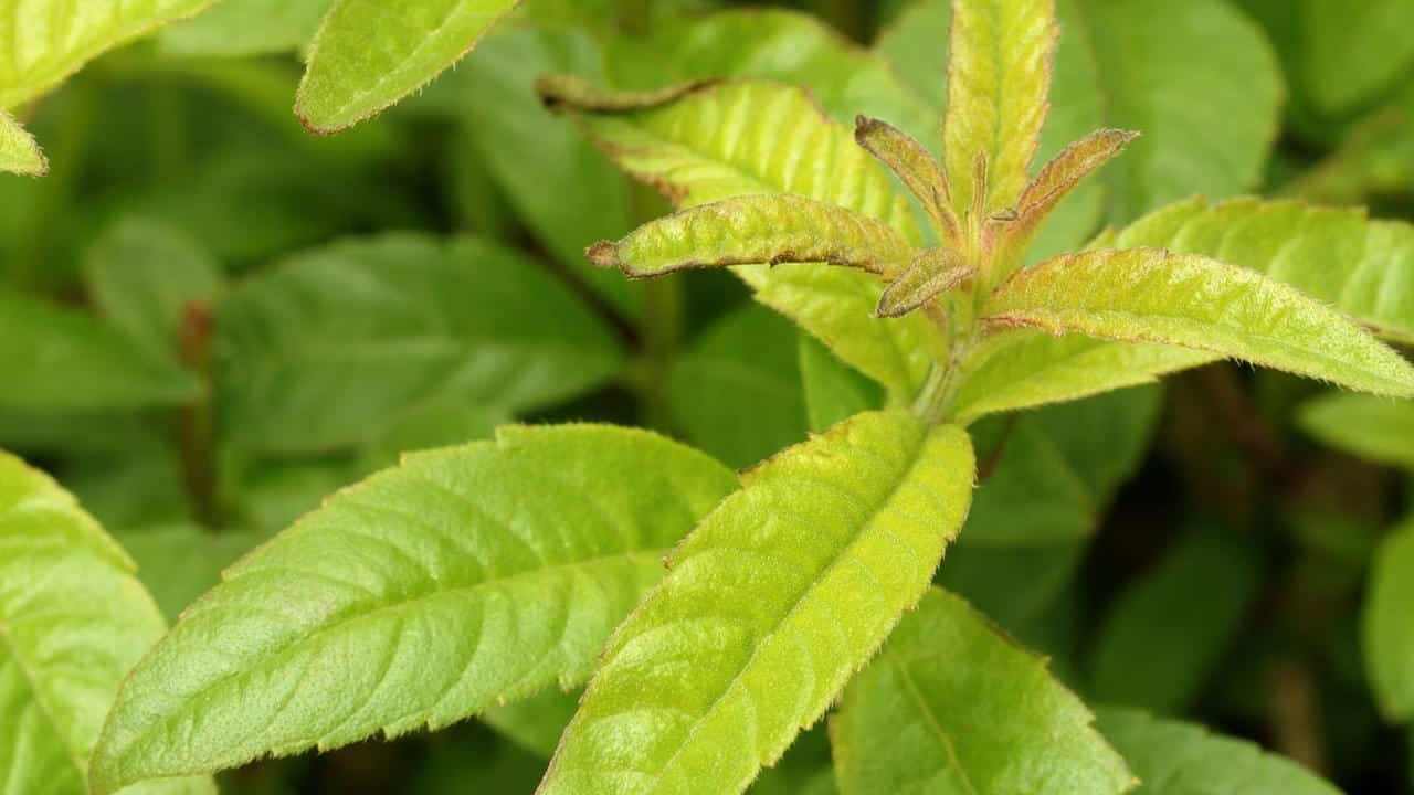 Erba Luigia, Verbena odorosa o Lippia citriodora pianta, foto e immagini