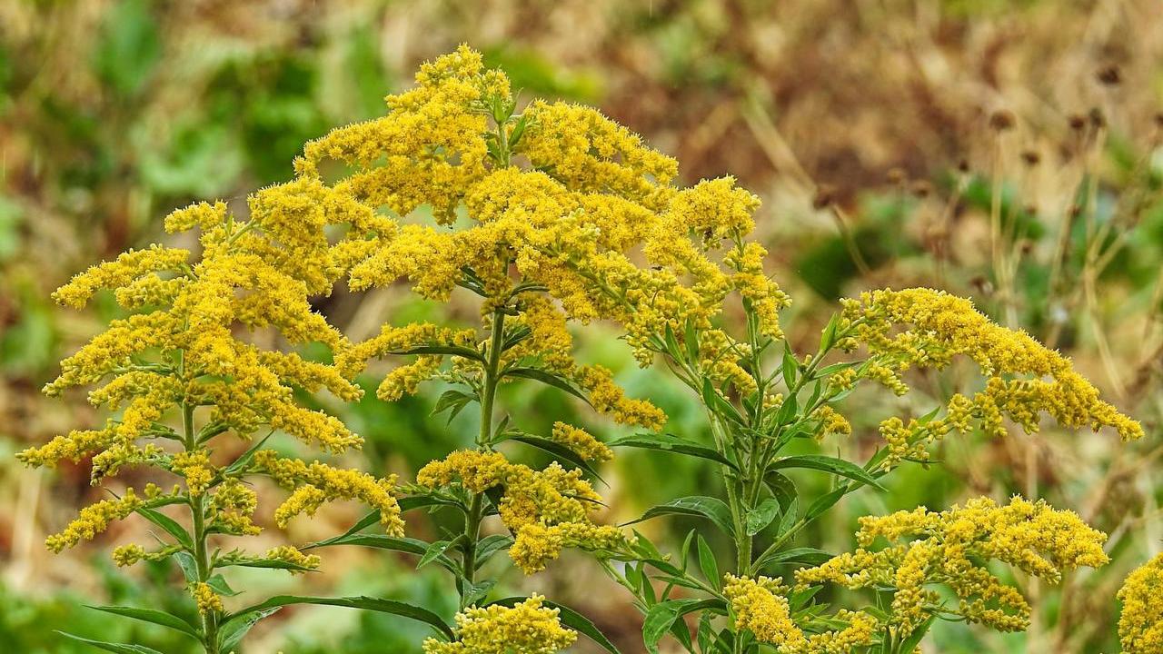 erba Verga d’oro o Solidago virga aurea, foto e immagini