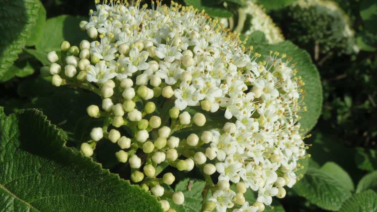 pianta Viburno Viburnum lantana, foto e immagini