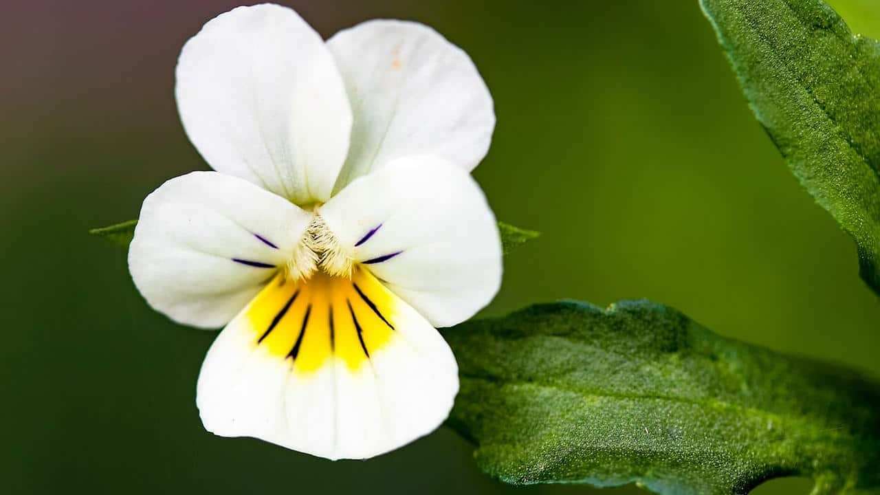 Viola tricolor, foto e immagini