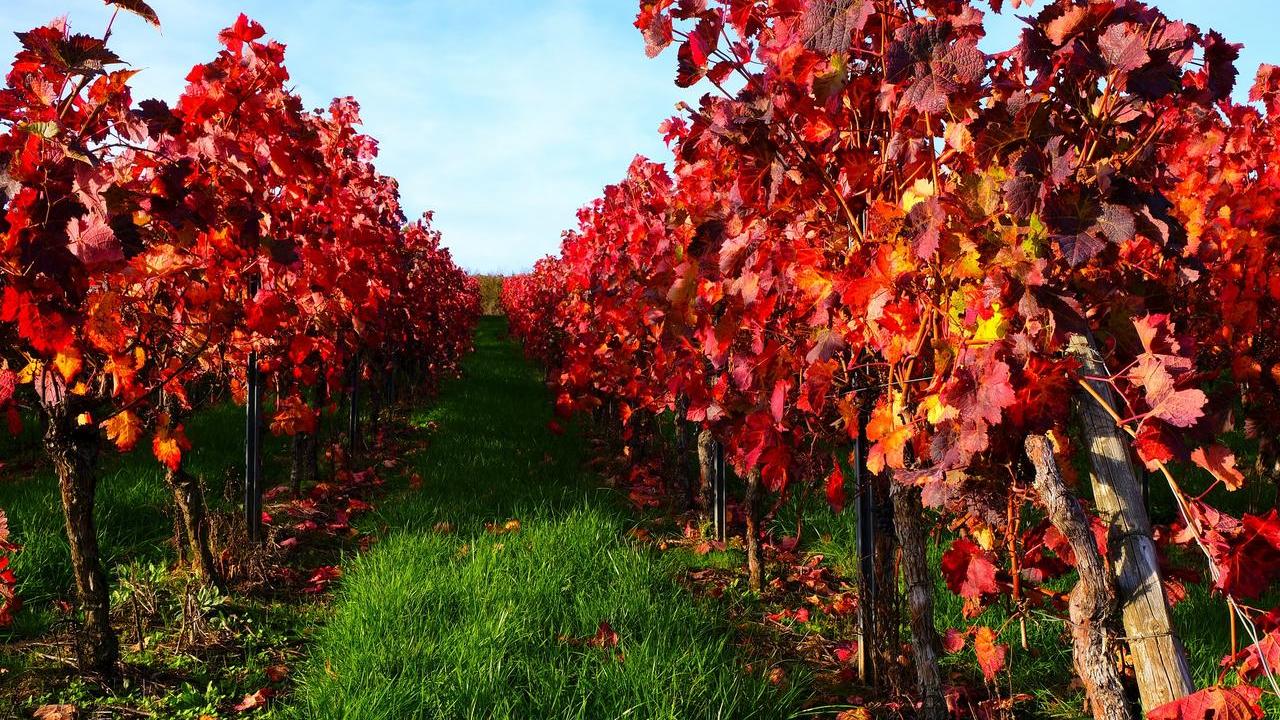 pianta Vite Rossa Vitis Vinifera, foto e immagini