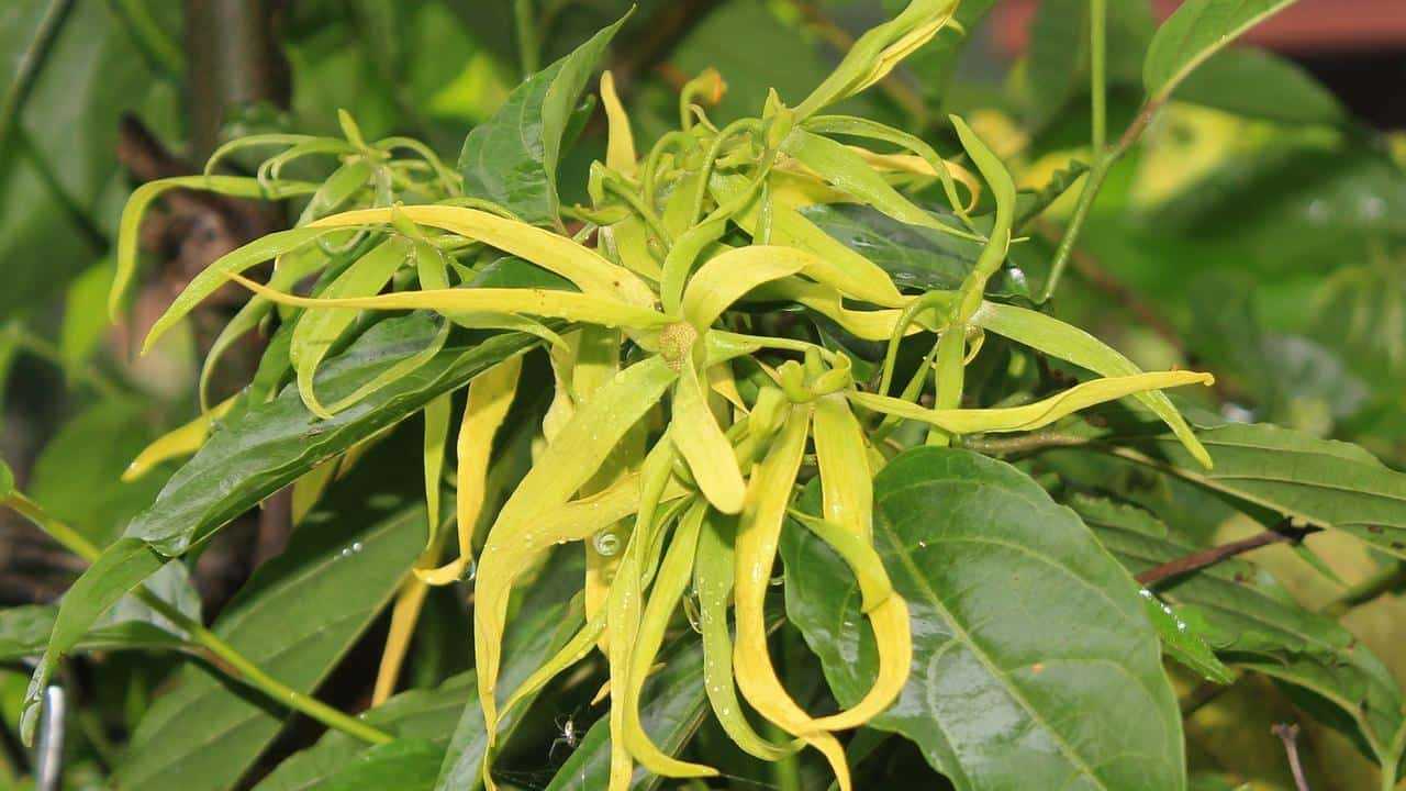 Ylang Ylang Cananga Odorata, foto e immagini