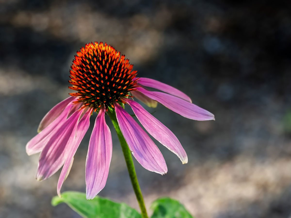 Echinacea Purpurea Angustifolia Pallida proprietà, benefici, a cosa serve
