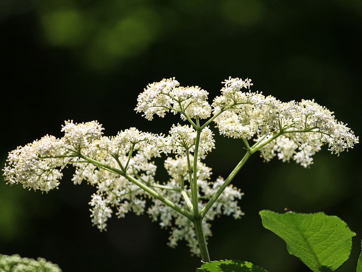 Sambuco o Sambucus nigra proprietà pianta, benefici, a cosa serve