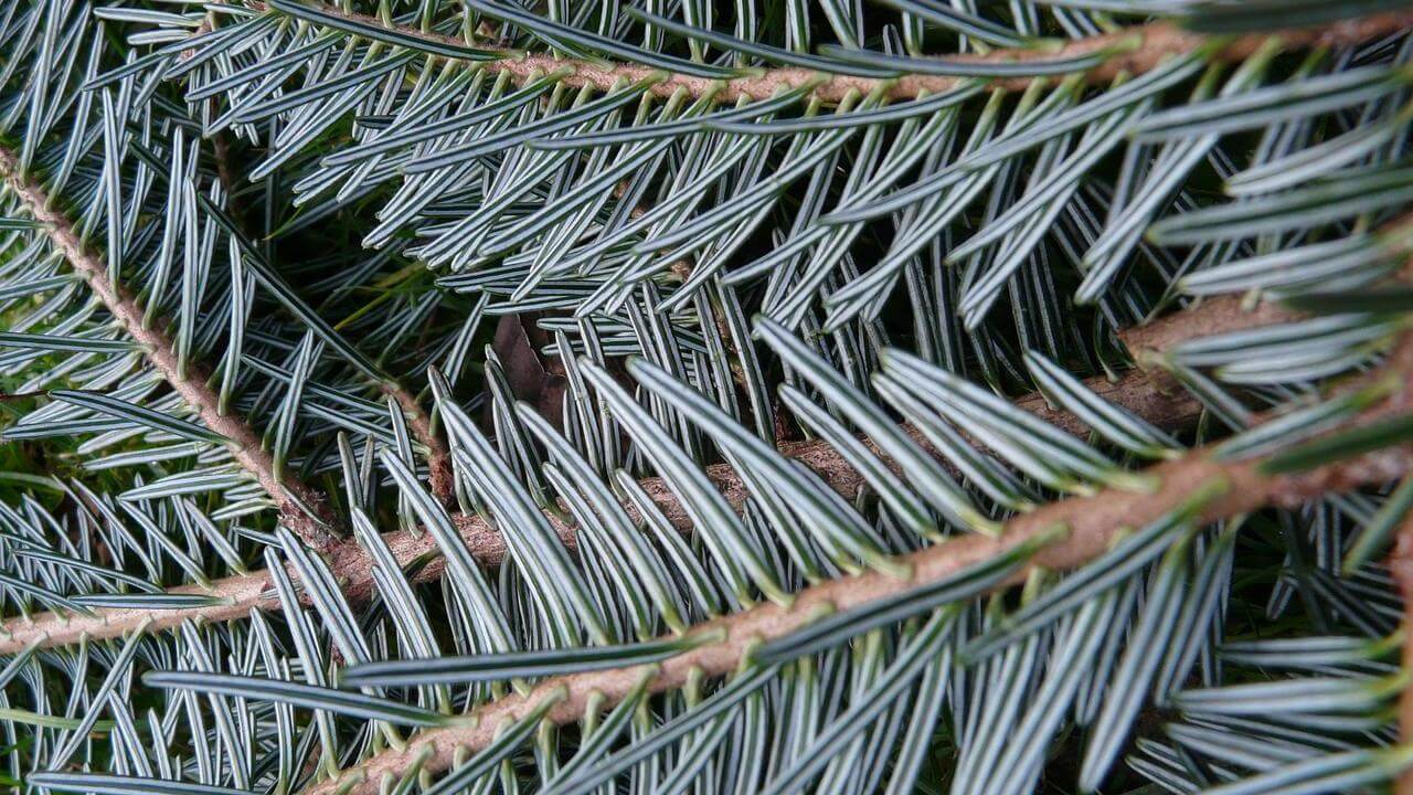 albero Abete Bianco Abies Alba, foto e immagini