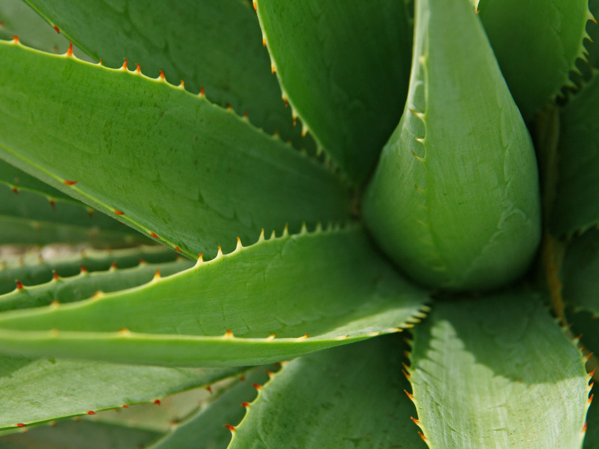 benefici aloe vera capelli