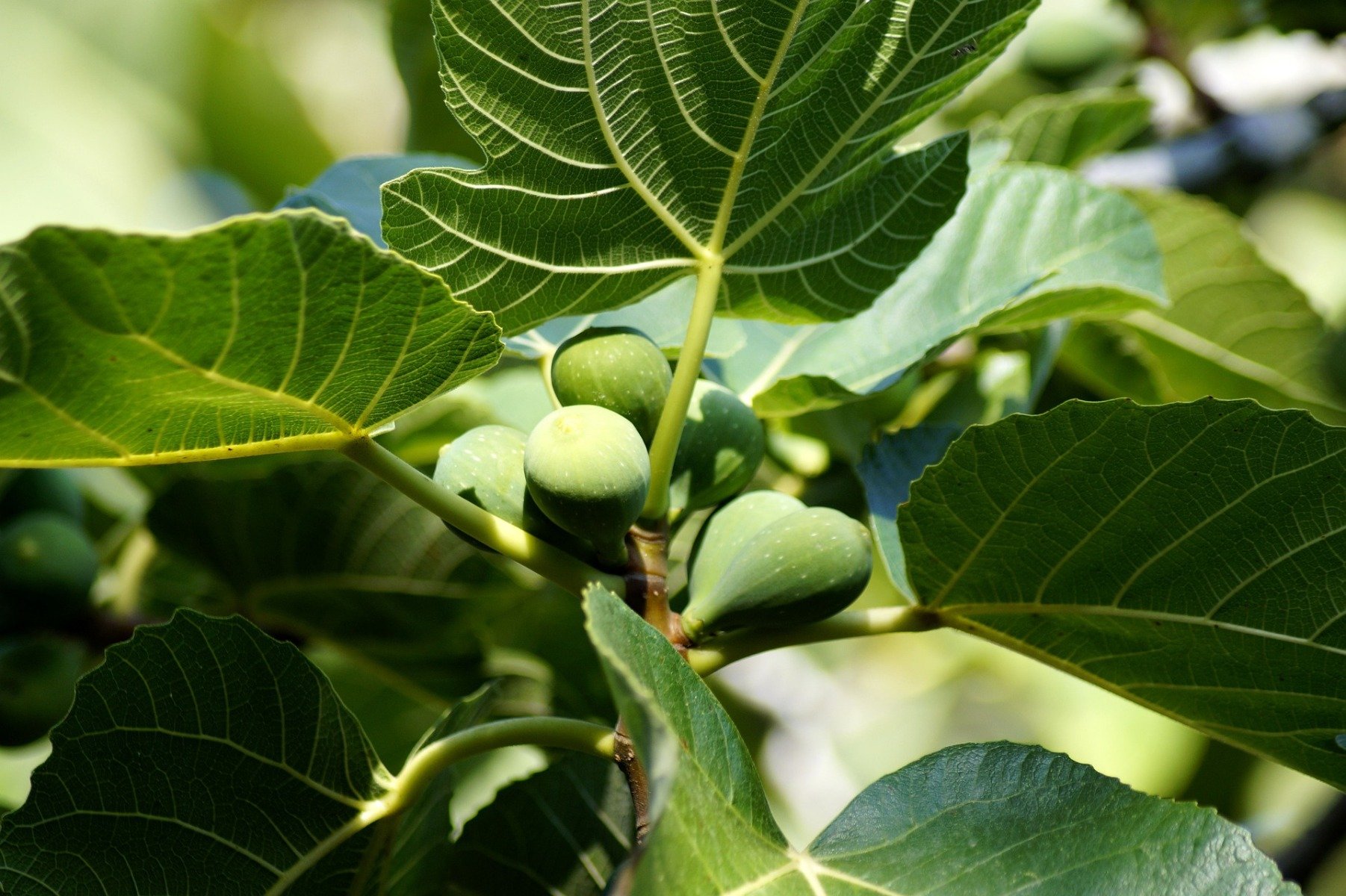Fico: proprietà pianta, benefici, indicazioni, a cosa serve Ficus Carica