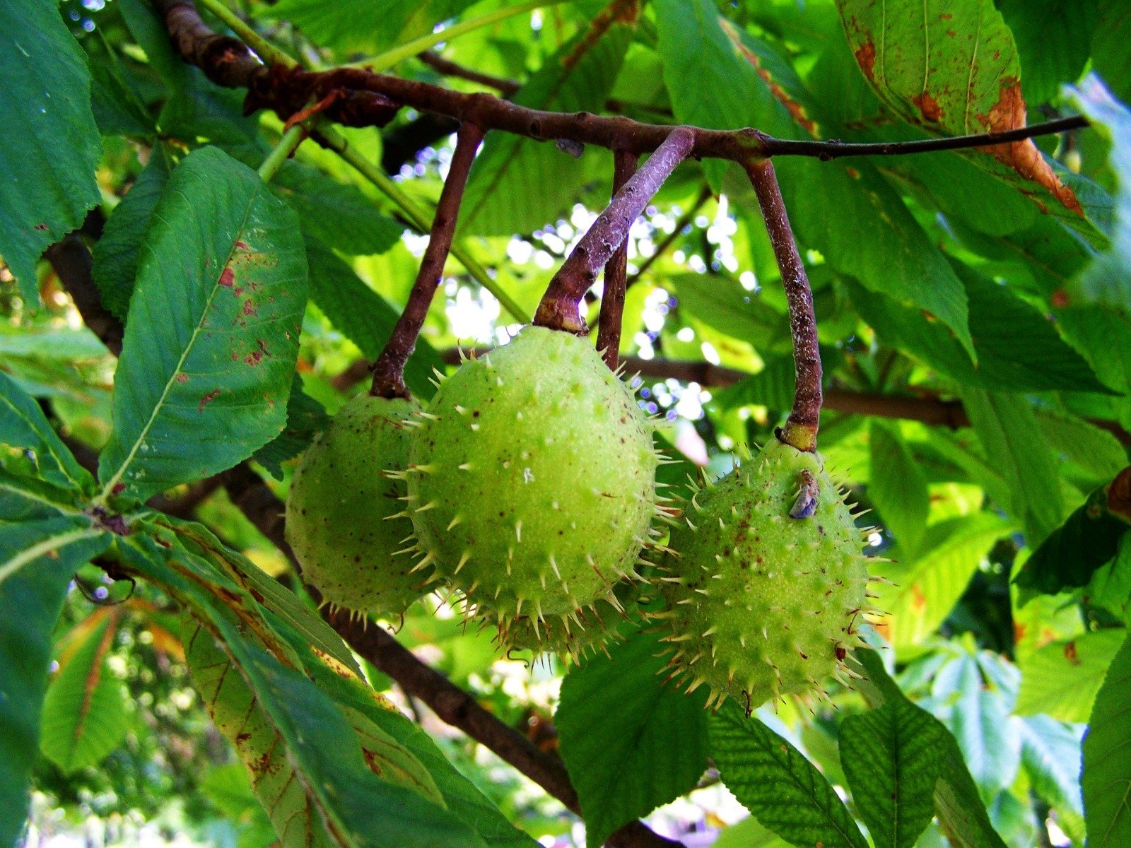 Ippocastano proprietà, benefici, a cosa serve Aesculus Hippocastanum