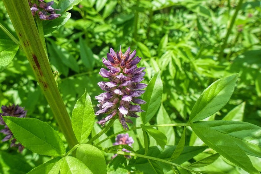 Liquirizia pianta benefici, proprietà, usi, effetti Glycyrrhiza Glabra