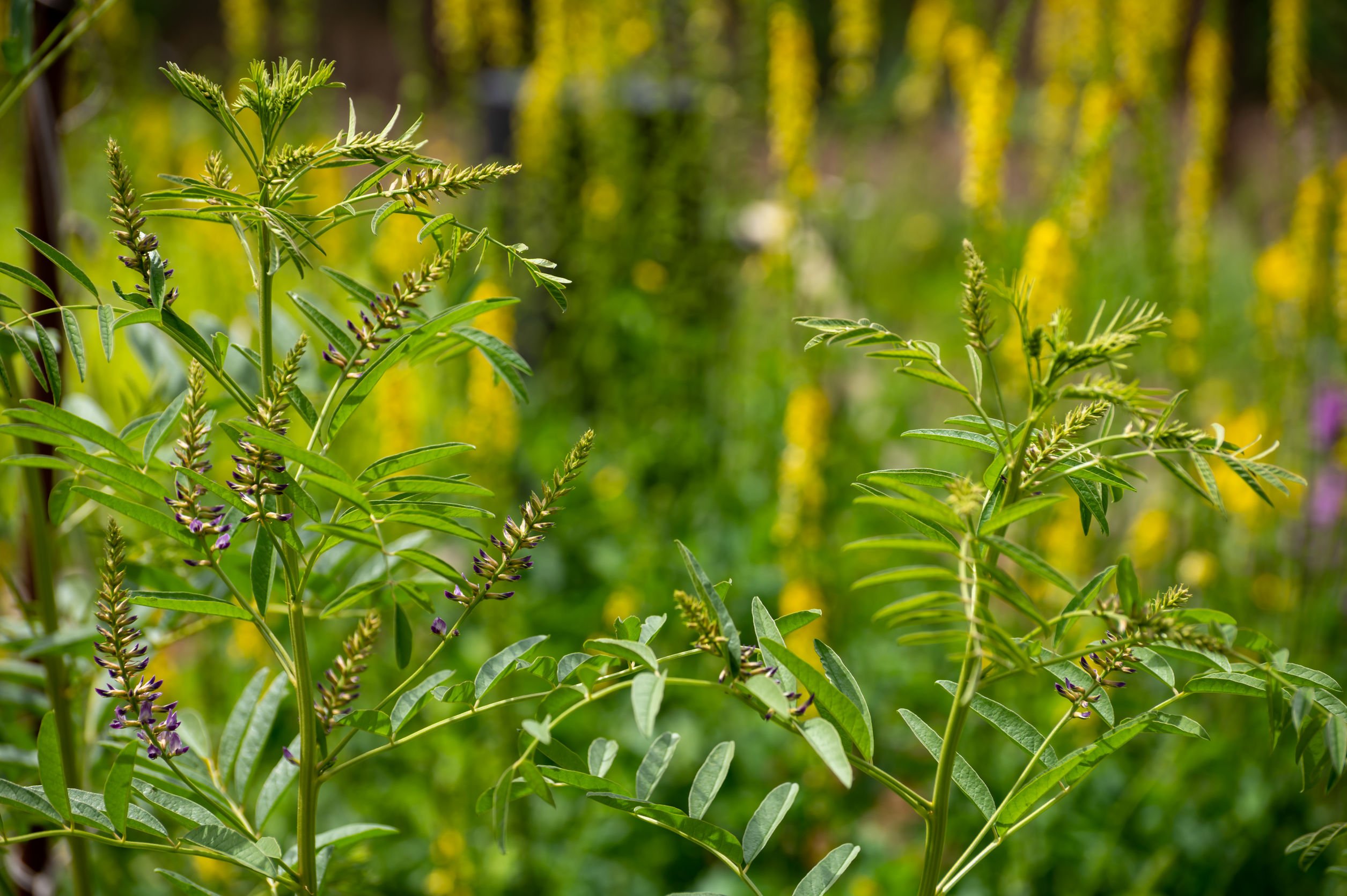 Liquirizia pianta benefici, proprietà, usi, effetti Glycyrrhiza Glabra