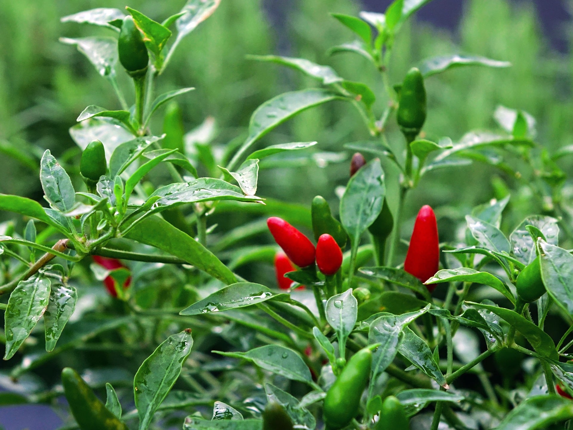 Benefits Of Pepperoncinis
