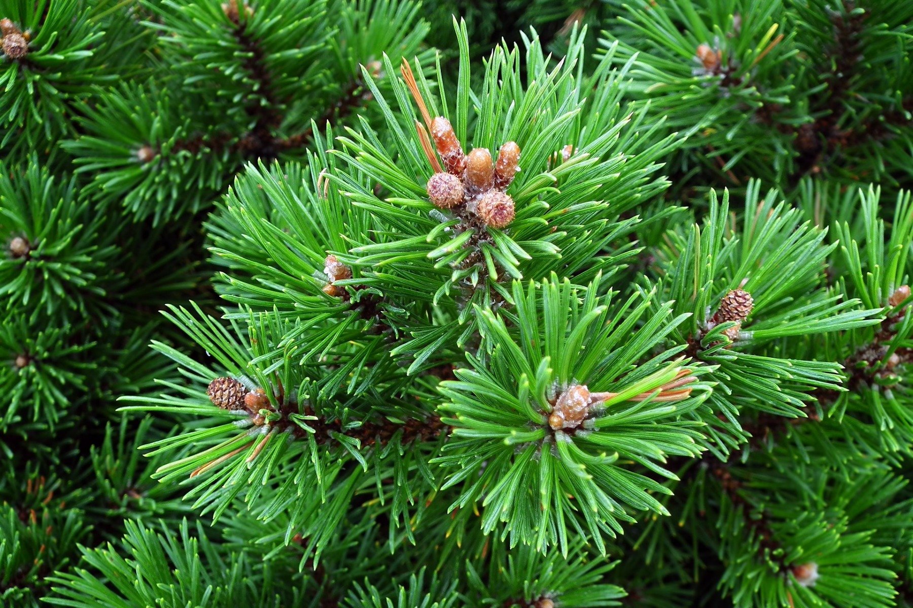 Pino Mugo: proprietà, benefici, usi Pinus Montana