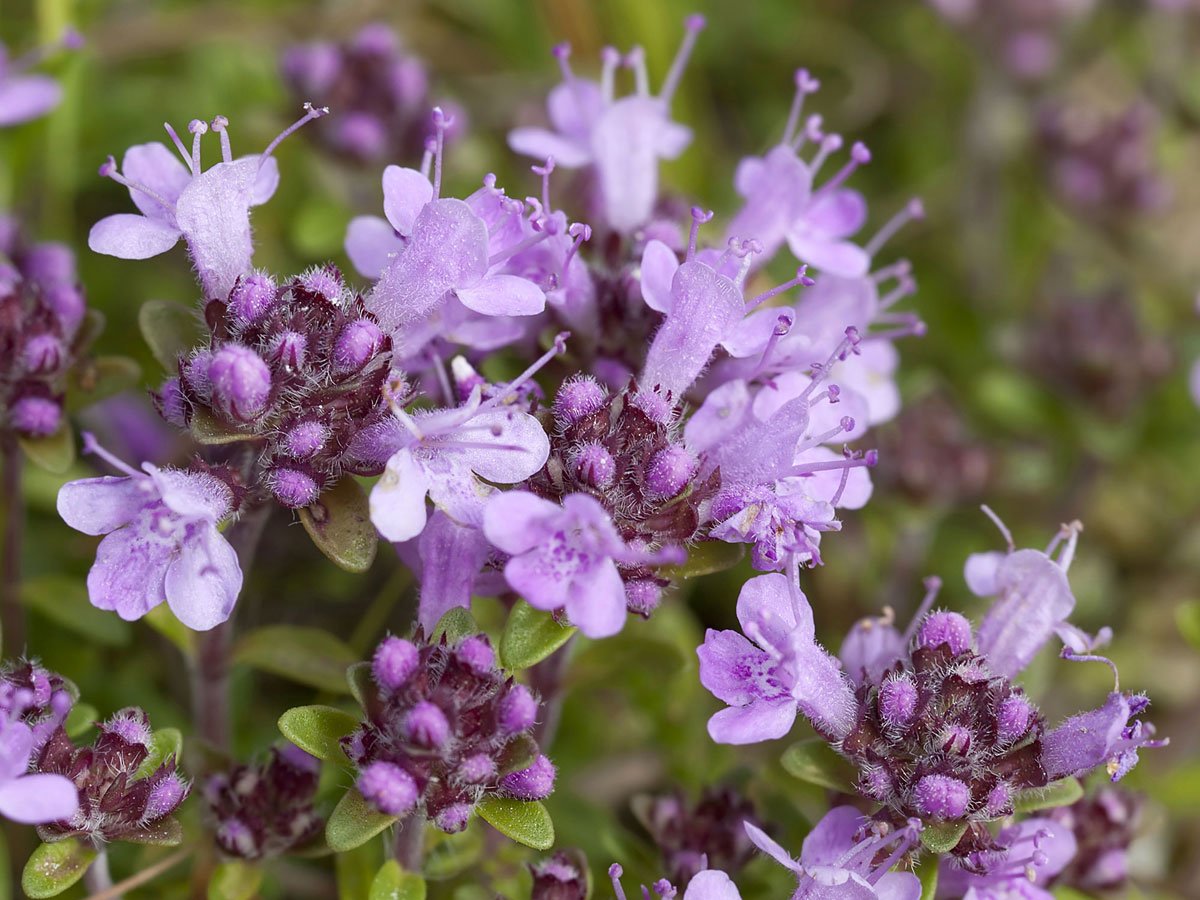 Thymus vulgaris Timo pianta aromatica officinale proprietà, benefici