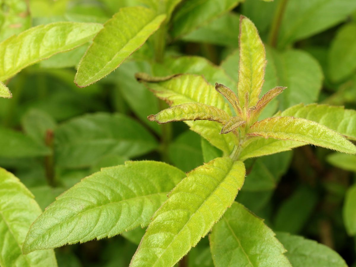 Verbena odorosa (Erba Luigia o Lippia citriodora) proprietà, benefici
